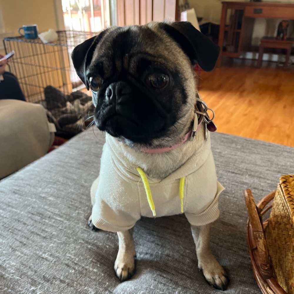 🐶WE ARE LIVE🐶 - Picture 6 of 17